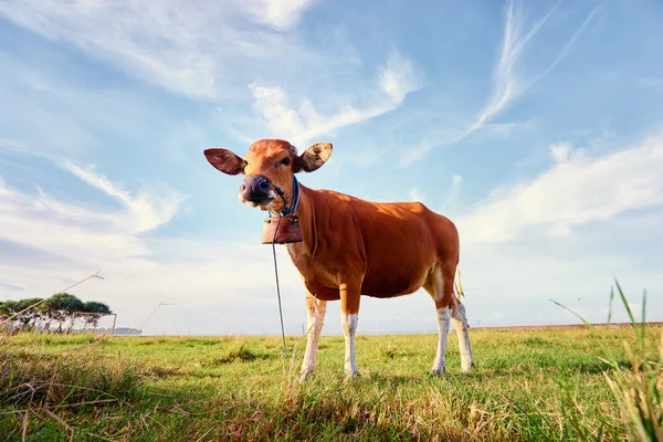 Brown cow on field — Stock Photo, Image