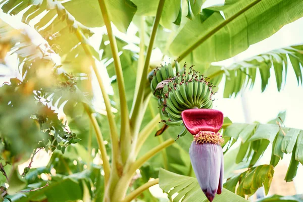 Grüne Bananenstaude — Stockfoto