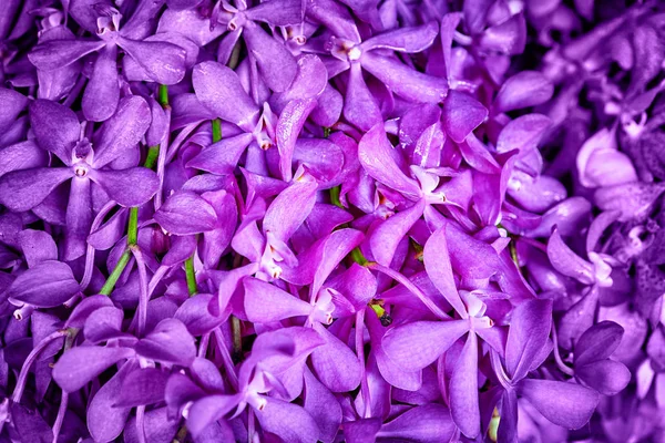 Orchid квіти візерунком — стокове фото