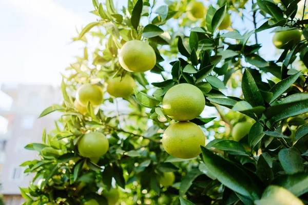 Branch with oranges fruits