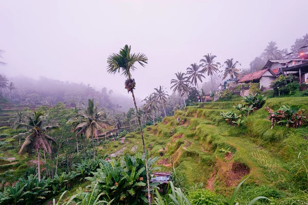 Terrazas de arroz y palmeras de coco — Foto de Stock