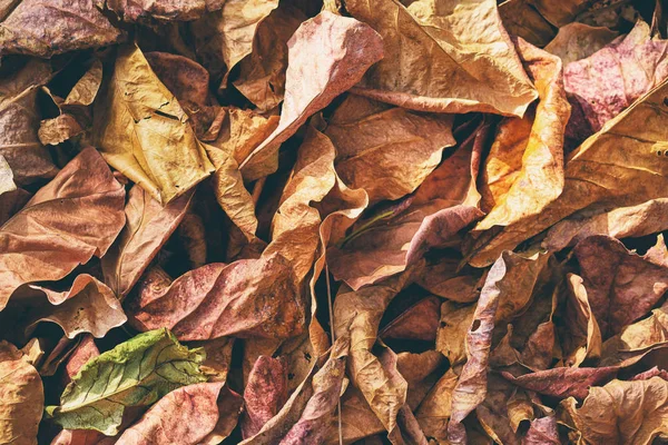 Trockene braune Blätter — Stockfoto