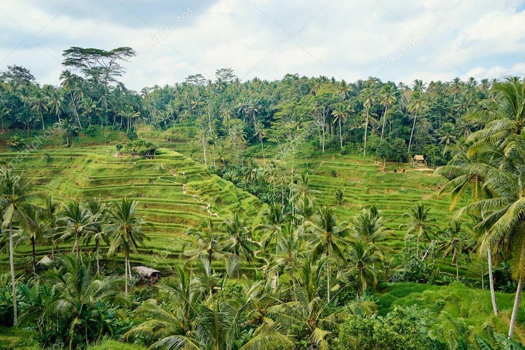 Rice terraces and coconut palms