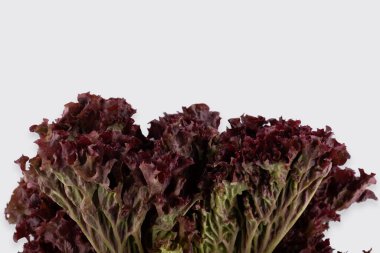 Beyaz arka planda taze lollo rosso marulu.