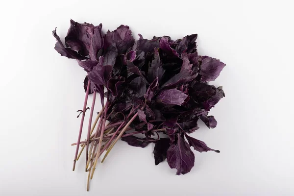 Fresh garden herbs. Purple basil. Isolated on white background