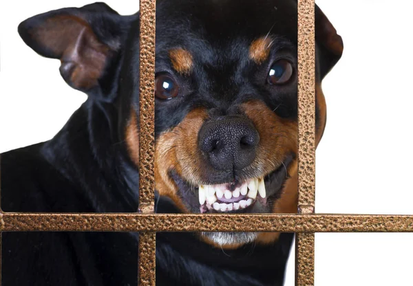 Dog growling guard — Stock Photo, Image