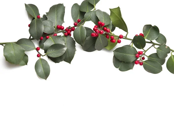 Branch of holly — Stock Photo, Image