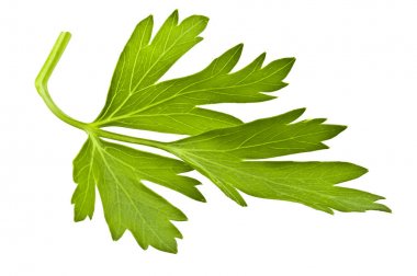 Yeşil maydanoz yaprakları