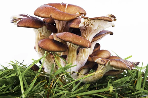 Cogumelos de ostra, de perto — Fotografia de Stock