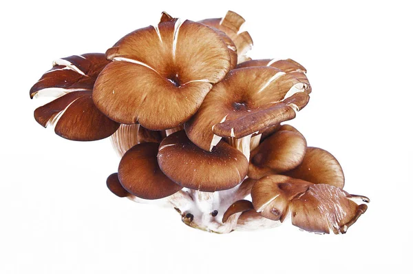 Cogumelos de ostra, de perto — Fotografia de Stock