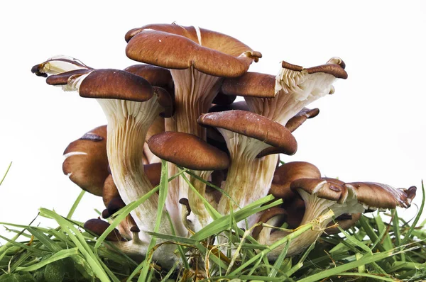 Oyster mushrooms,close up — Stock Photo, Image