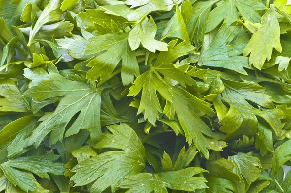 Folhas de salsa verde — Fotografia de Stock