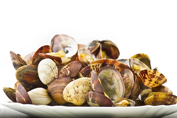 Fresh Clam cooked — Stock Photo, Image