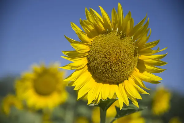 Ein Feld mit Sonnenblumen — Stockfoto