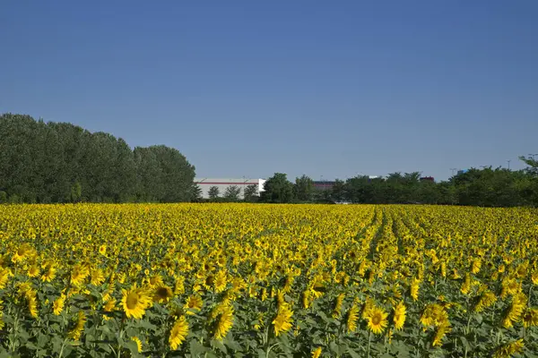 Sonnenblumenfeld — Stockfoto