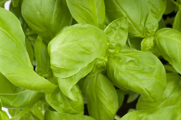 Fresh Leaves Basil Close White — Stock Photo, Image