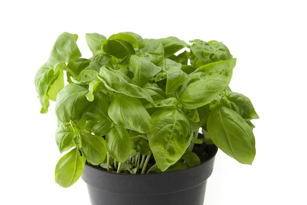 Fresh Leaves Basil Close White — Stock Photo, Image