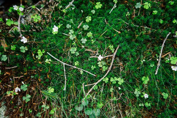 Utsikt Över Sjön Och Bergen Tatra Nationalpark Polen — Stockfoto