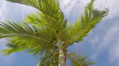 Palmiye dalları Rüzgar. Güneş ışığı. Güneşten parlak. Mavi gökyüzü.