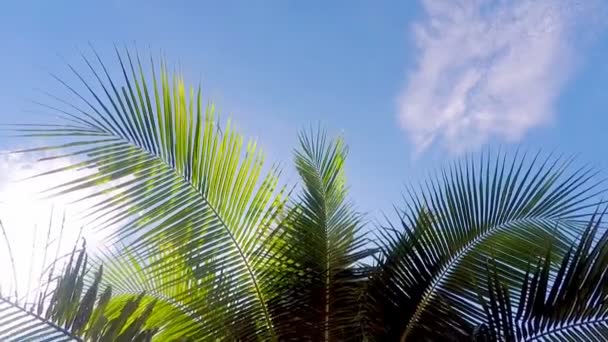 Des palmiers dans le vent. Lumière du soleil entre les branches. Éblouissement du soleil. Ciel bleu. Tropical — Video