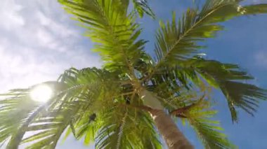 Rüzgarda palmiye ağaçları. Dalları arasında güneş ışığı. Parlak güneş ve gökyüzü.