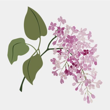 Vintage suluboya vektör çiçek. Leylak dalı. Romantik illüstrasyon. Düğün arka plan. Doğal tasarım logosu.