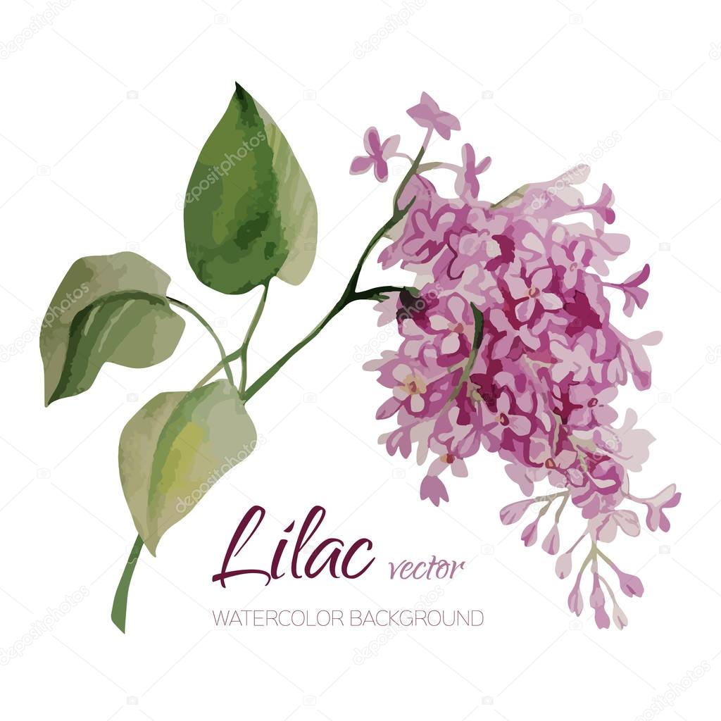 Vintage watercolor vector flower. Branch of lilac. Romantic illustration. Wedding background. Natural design logo.