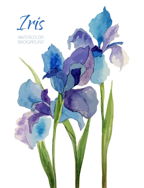 Vintage handgjorda akvarell vektor blomma. Iris. Romantiska illustration. Bröllop bakgrund. Naturliga design logotyp för blommor shop. Bröllop inbjudningskort — Stock vektor