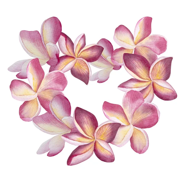 Pembe plumeria çelenk. Suluboya çiçek botanik illüstrasyon kalp. Düğün, davet, Sevgililer için. çerçeve aşk kartı — Stok fotoğraf