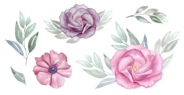 Vintage pembe ve mor çiçekler suluboya küme. Rose ve anemon çiçeği. tebrik, davet, düğün, doğum günü kartı. Botanik illüstrasyon. Yeşil yaprakları. Tasarım öğeleri — Stok fotoğraf