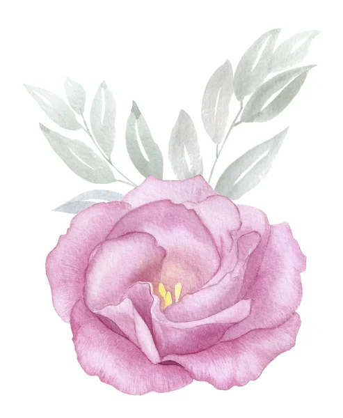 Vintage ροζ λουλούδι χειροποίητο εικονογράφηση ακουαρέλα. Αυξήθηκε ανθίζουν. χαιρετισμό, πρόσκληση, γάμο, γενέθλια κάρτα. Βοτανική floral σχέδιο. Πράσινα φύλλα. Σχεδιαστικά στοιχεία ή το λογότυπο — Φωτογραφία Αρχείου