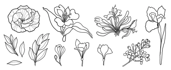 Hand Rita linje vektor blommor uppsättning. Pion, rose, iris, Alströmerior, lila. Logotypdesign. — Stock vektor