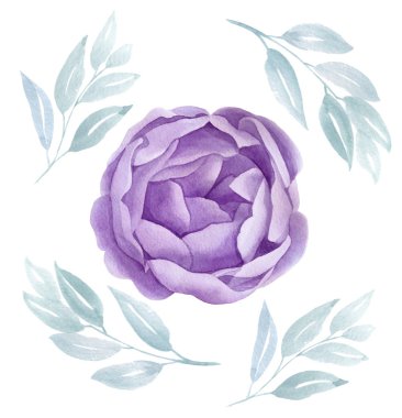 Mor suluboya yükseldi. Botanik çiçek illüstrasyon. Leylak çiçeği Şakayık. Düğün kartı. Aşk vintage Sevgililer, anneler günü