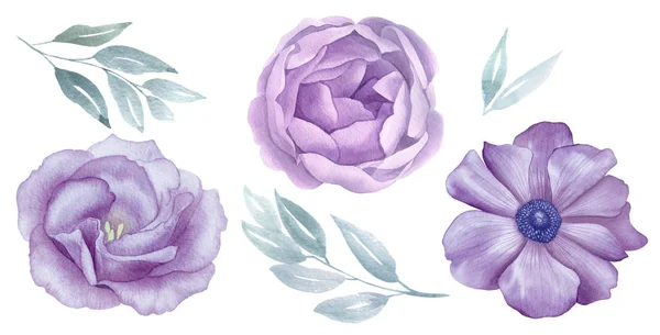 Vintage ροζ και μοβ λουλούδια σετ ακουαρέλα. Τριαντάφυλλο και Ανεμώνη άνθος. χαιρετισμό, πρόσκληση, γάμο, γενέθλια κάρτα. Βοτανική εικονογράφηση. Πράσινα φύλλα. Στοιχεία σχεδιασμού — Φωτογραφία Αρχείου
