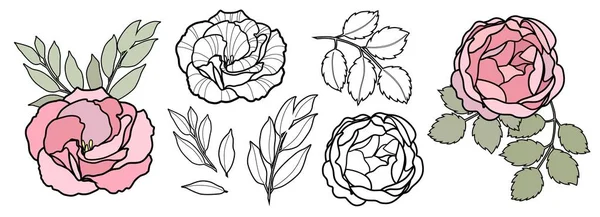 Hand Rita linje vektor blommor för kortet. Pion, rosa illustration. Blommig Logotypdesign. — Stock vektor