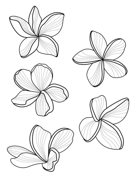 벡터 라인 꽃입니다. Plumeria입니다. 낭만적인 그림입니다. 자연 디자인 여 대 하루입니다. 로고 여 대 일 — 스톡 벡터