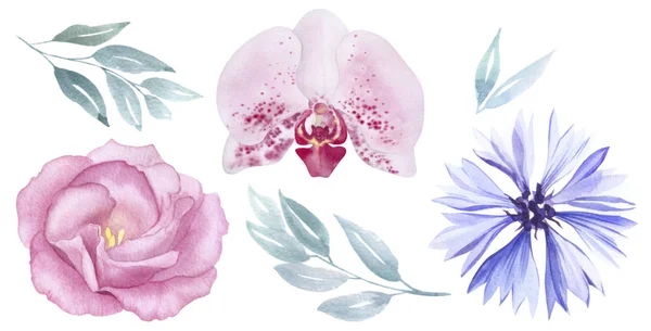 Vintage ροζ και μοβ λουλούδια σετ ακουαρέλα. Αυξήθηκε, άνθος καλαμποκάλευρο, ορχιδέα. χαιρετισμό, πρόσκληση, γάμο, γενέθλια κάρτα. Βοτανική εικονογράφηση. Πράσινα φύλλα. Στοιχεία σχεδιασμού — Φωτογραφία Αρχείου