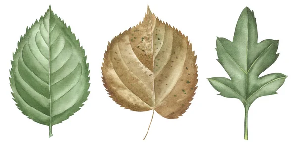 Acuarela dibujada a mano conjunto de hojas aisladas en blanco. Establecer elementos de plantas. Verde. estilo acuarela — Foto de Stock