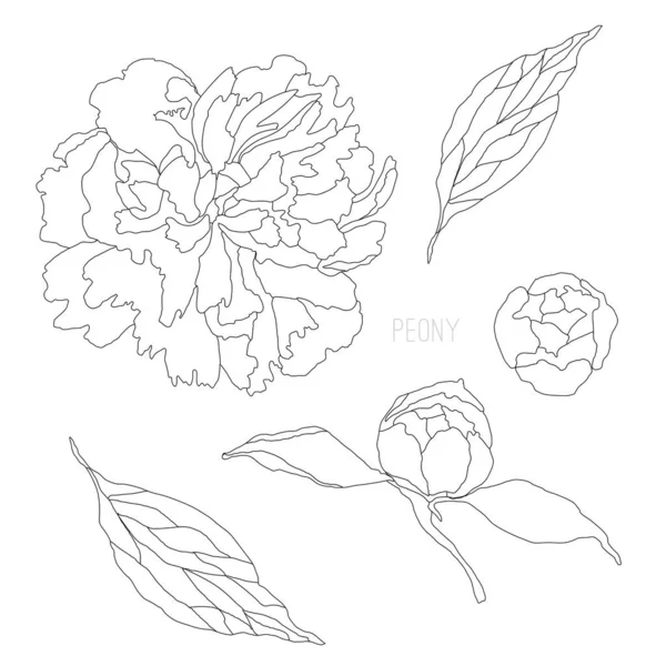 Linea arte peonia fiori set. Illustrazione botanica floreale fatta a mano. schizzo fiore rosa e foglie. Biglietto nuziale — Vettoriale Stock