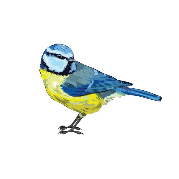 山雀。美丽的黄色蓝山雀 — 图库矢量图片