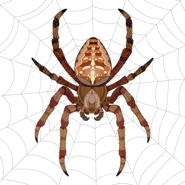 Araneus aranha sentado na web — Vetor de Stock