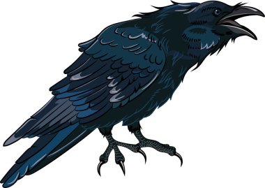 Black crow which caws clipart
