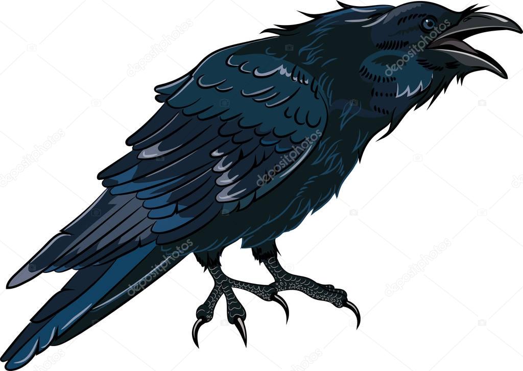 Black crow which caws