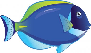 Tropikal balık Acanthurus Leucosternon