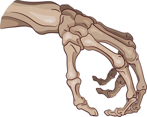 The skeleton arm — Stock Vector