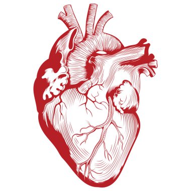 Anatomical medical illustration, Human heart organ illustration