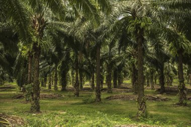 saç ekimi ve palmiye ağaçlarının