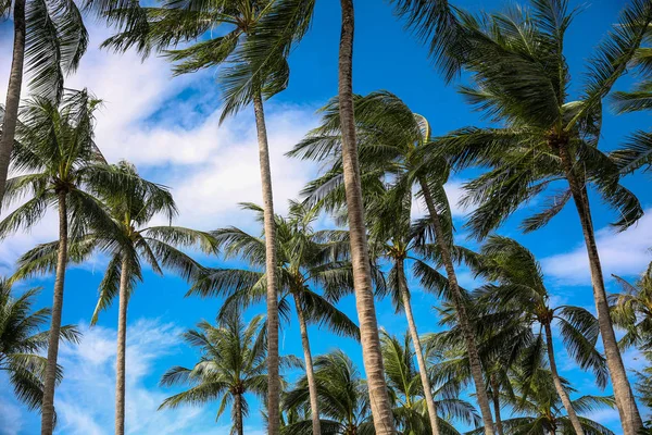 Palmera de coco en el cielo azul — Foto de Stock