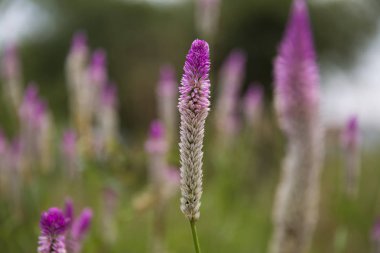 Güzel bahar Menekşe flover