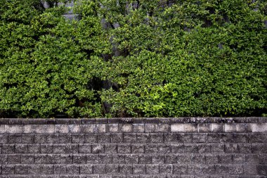 yaprakları geçmişi olan eski taş duvar